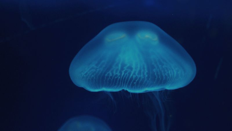 jellyfish, close-up, surface, underwater world, 4k