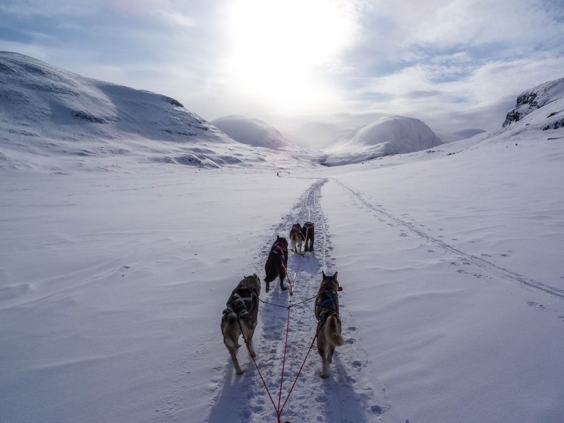 husky dogs pulling a sled in the snow in kungsleden, kungsleden sled dogs 4k