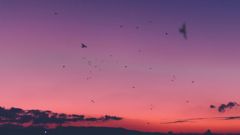 sky, sunset, birds, 4k