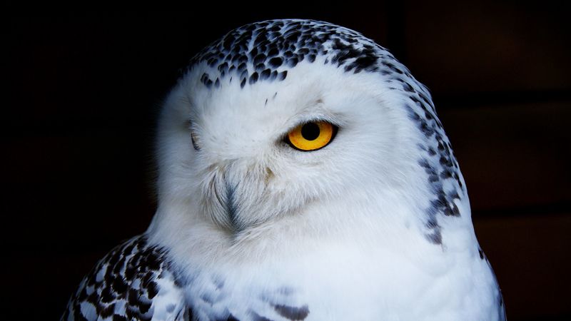 owl, polar owl, bird, predator, 4k