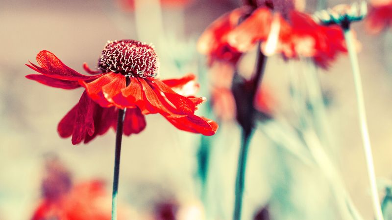 flower, bud, petals, blur, 4k