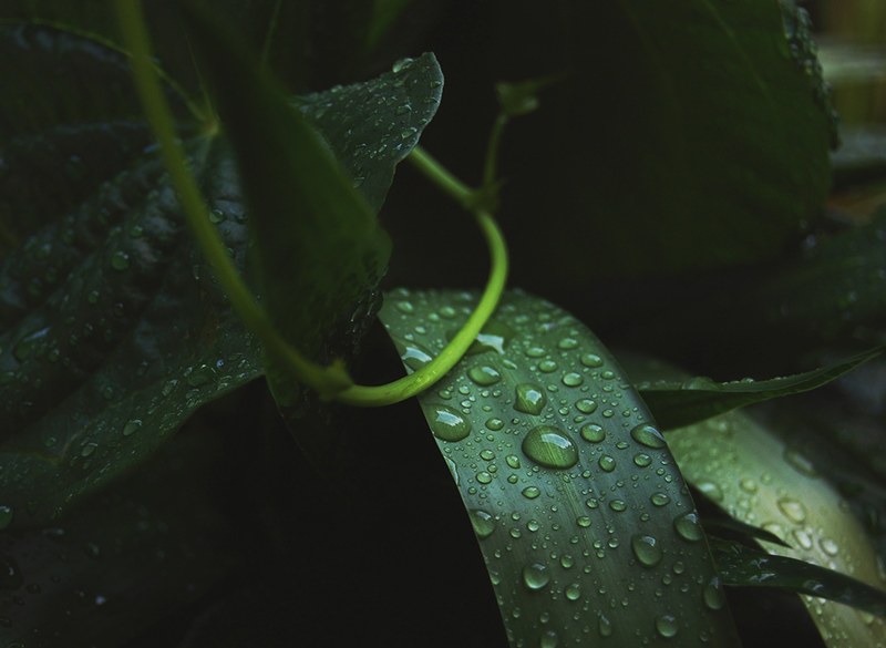 rain green leaf and droplet 4k