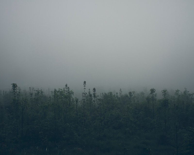 thick fog over the treetops in a forest, mist over treetops 4k