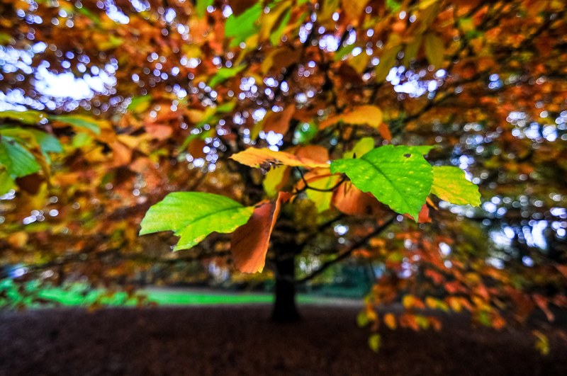 fall season focu and bokeh 4k