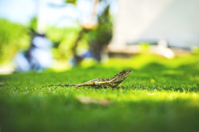 lizard grass reptile and gecko 4k