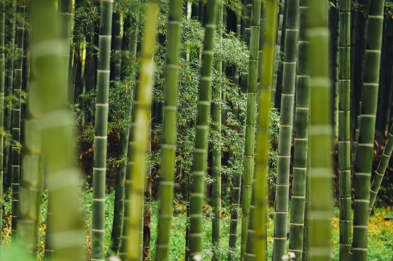 green bamboo plants growing close to each other, green bamboo clump 4k