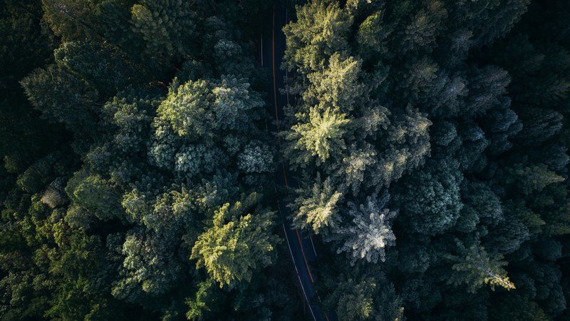 aerial view of a curving road through a dense forest, curving forest road 4k