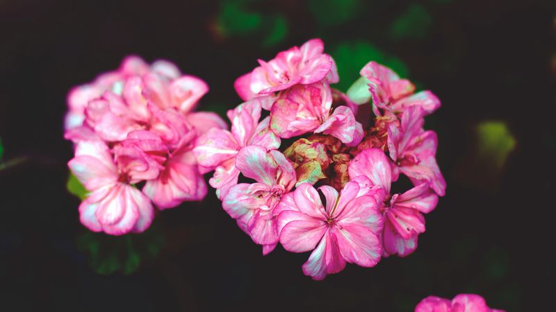 flowers, petals, pink, 4k