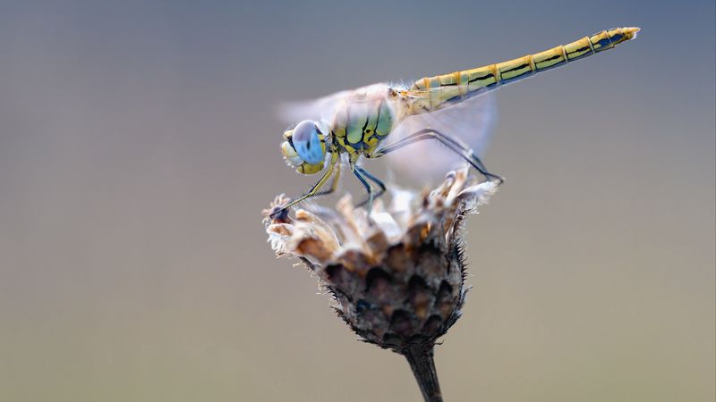 dragonfly, flower, closeup, 4k