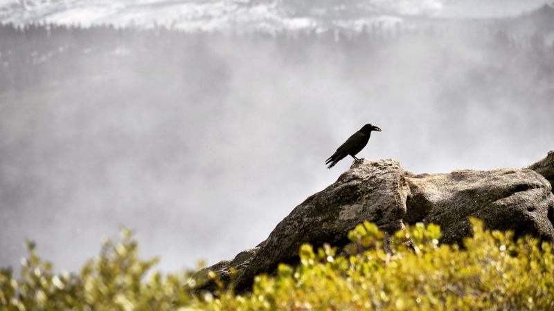 raven, bird, grass, mountains, 4k