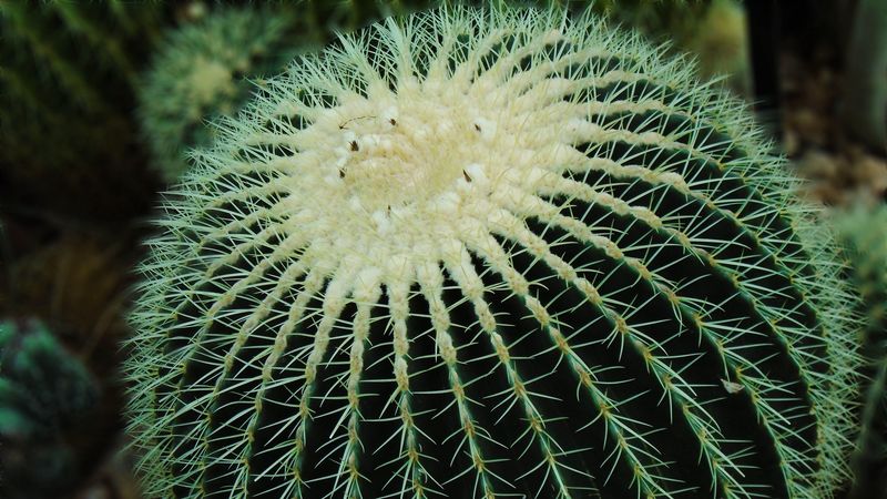 cactus, succulent, spines, 4k