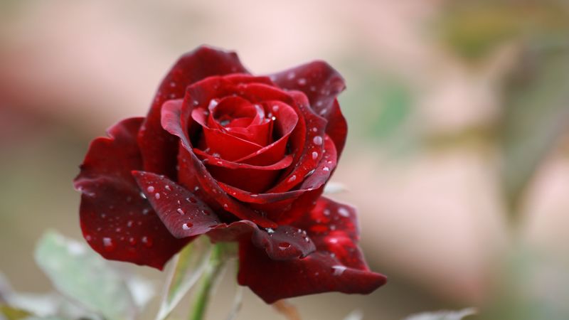 rose, drops, close-up, bud, 4k