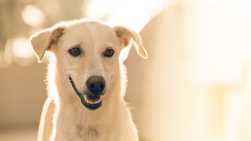 dog, muzzle, white, 4k