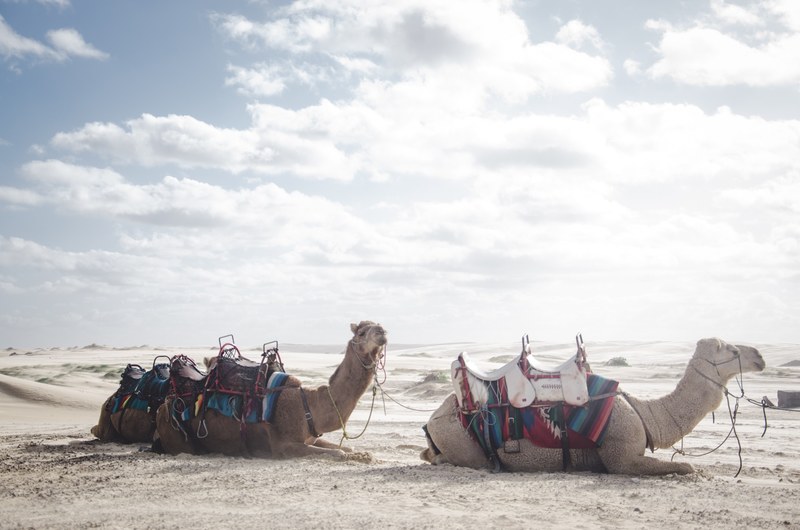 camel sitting saddle and sand 4k
