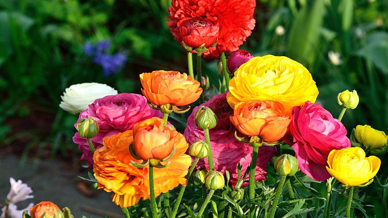 bouquet, flowers, colorful, 4k
