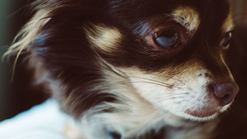 dog, muzzle, fluffy, small, 4k