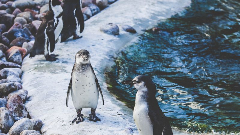 penguins, shore, birds, 4k