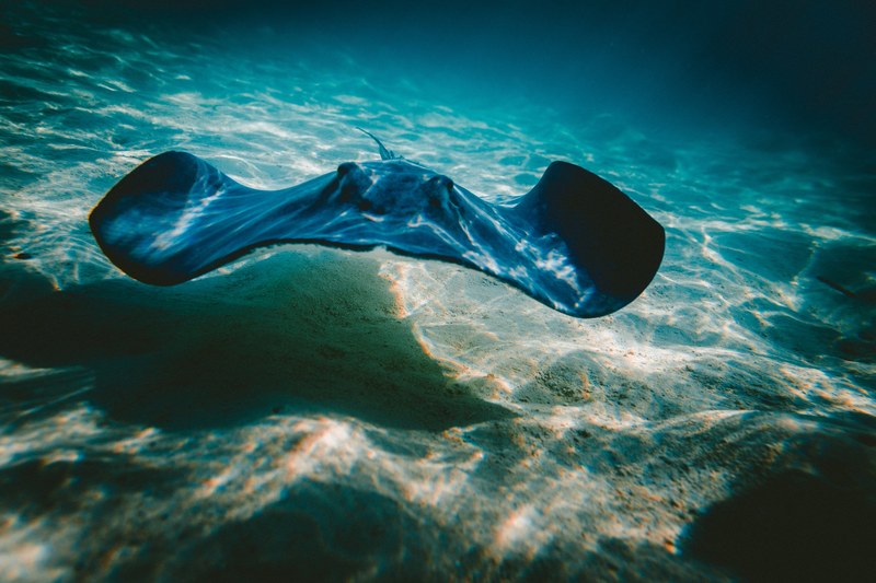 underwater shot of stringway with sunlight casting shadow on sandy ocean floor, stingray 4k