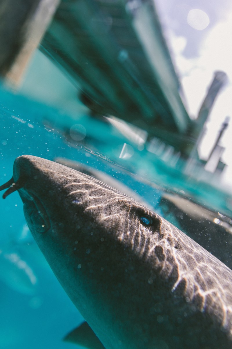nurse shark 4k