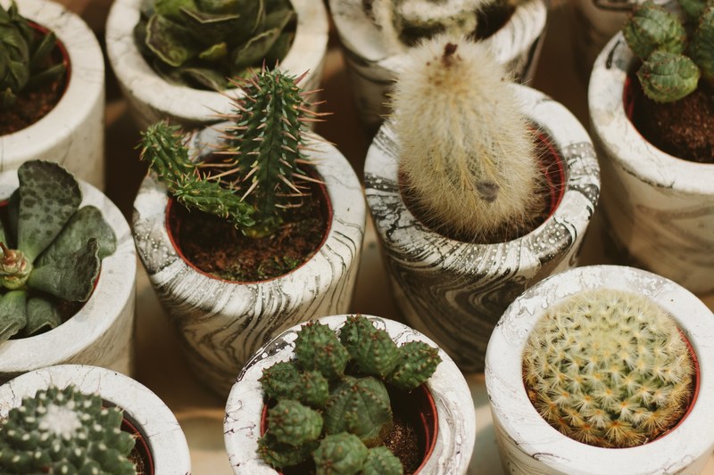 cactus succulent pot and planter 4k