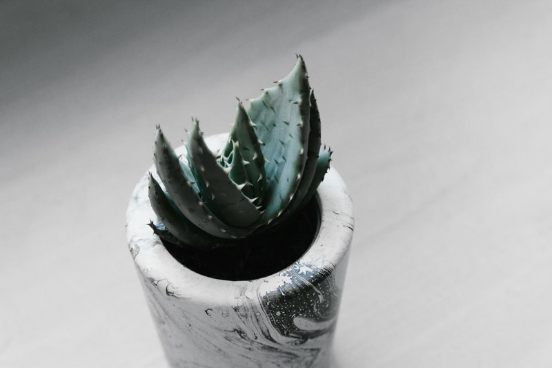 plant succulent pot and planter 4k