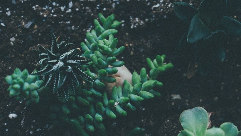 plant, pointed, soil, 4k