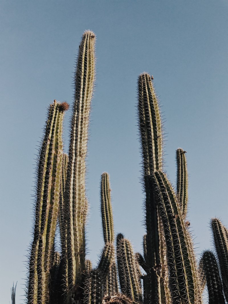 desert cactus spoke and sky hd, 4k
