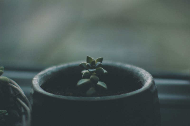 small succulent plant sprouts from its pot near a window, tiny signs of growth 4k