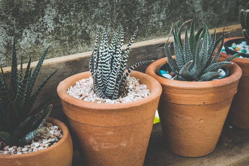 row of succulent plants in ceramic pots, potted succulents 4k