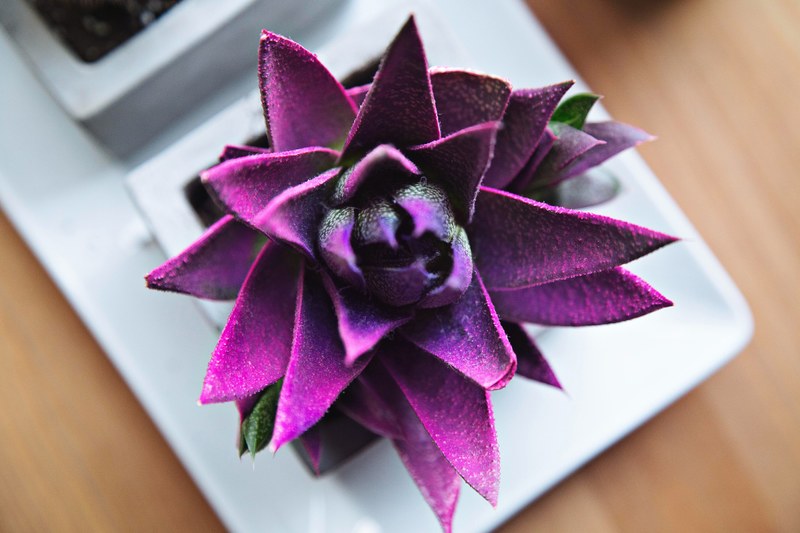 succulent spiky table and plate 4k