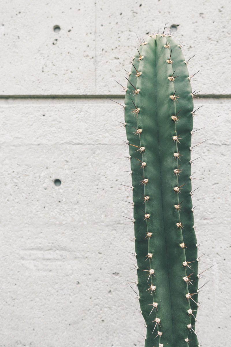 a tall prickly cactus against a white wall, concrete desert 4k