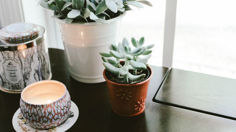houseplant, window sill, candle, 4k