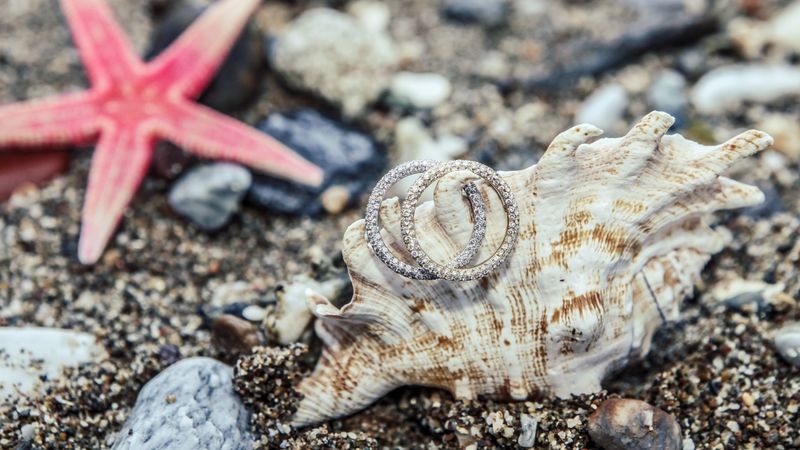 shell, rings, ornaments, marine, 4k