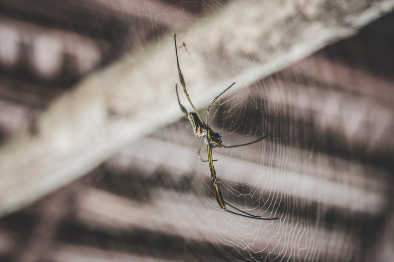 macro view of a spider on a circular spider web in a wooden building, bagazan spider 4k