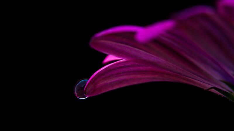 flower, drop, petals, close-up, 4k