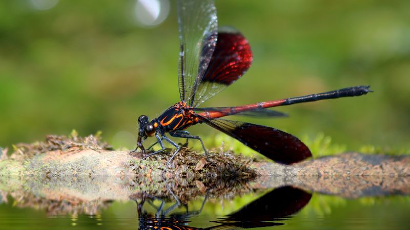 dragonfly, insect, close-up, 4k