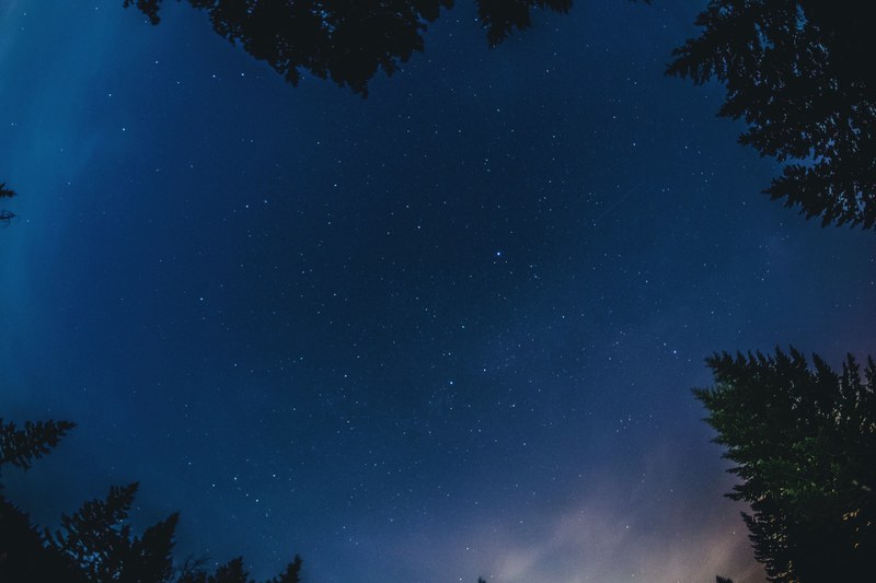 looking up at the starry night sky over the pine trees in banff, stars sky banff 4k