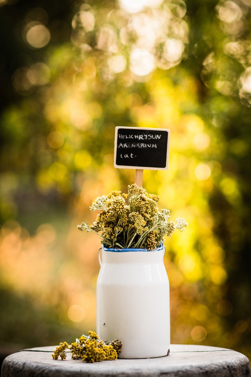 a white vase with dwarf everlast flowers and a label with their latin name, dwarf everlast in a white vase 4k