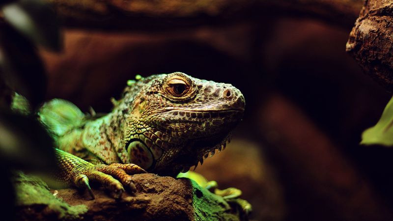 iguana, lizard, reptile, muzzle, 4k
