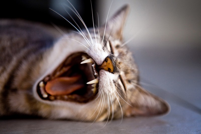 brown and white cat with whiskers yawning and showing teeth and tongue, tabby cat giving a yawn 4k