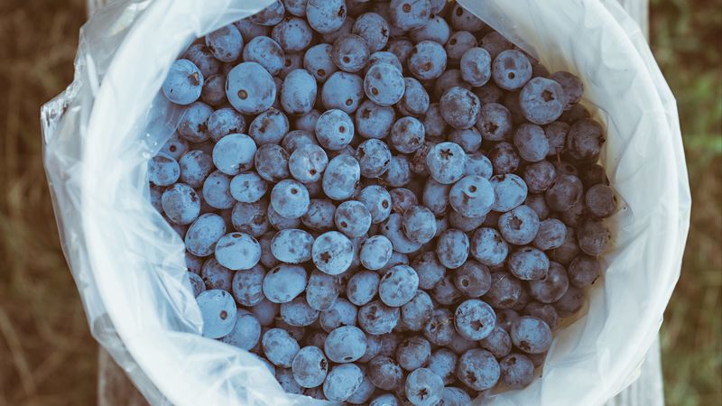 blueberry, berries, package, 4k