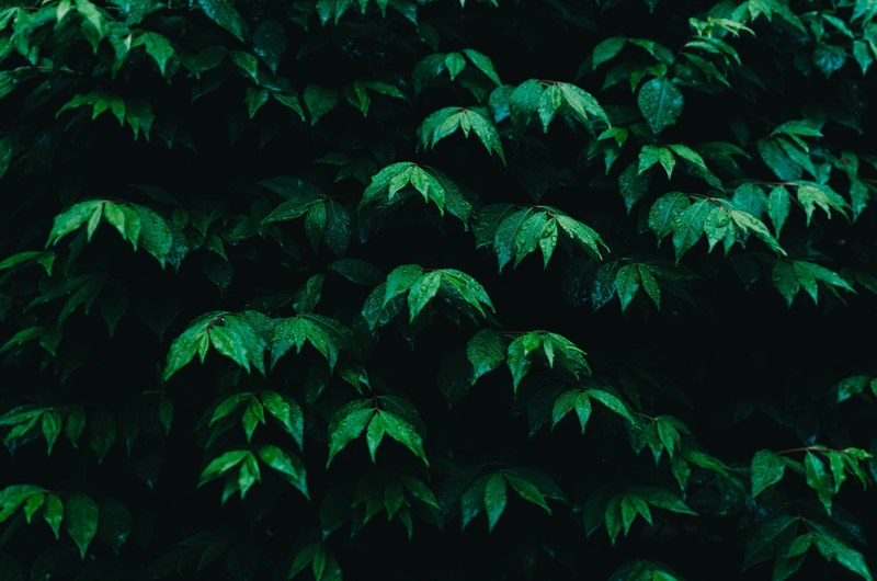 foliage leaves hedge and leafe 4k