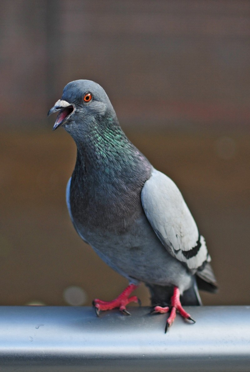 bird pigeon portrait and feathers hd, 4k