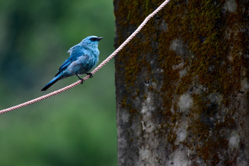 beautiful bird sparrow bird and blue 4k