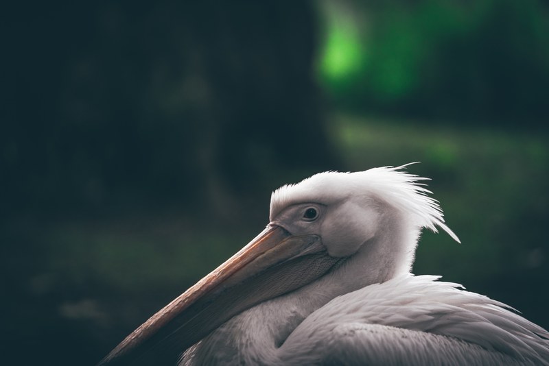 bird pelican feather and white 4k