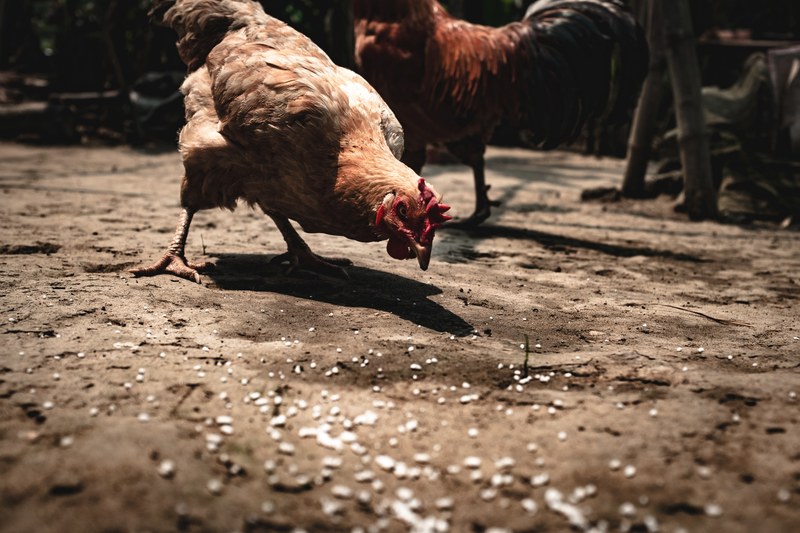 livestock of chickens pecking on corn as feed for themselves in hi an, chickens pecking on corn 4k