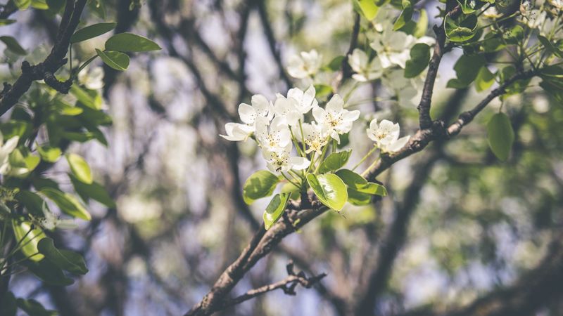 spring, flowering, branch, flowers, 4k