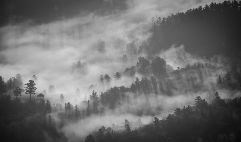 a black and white shot of trees enveloped in thick fog, fog devouring a forest 4k