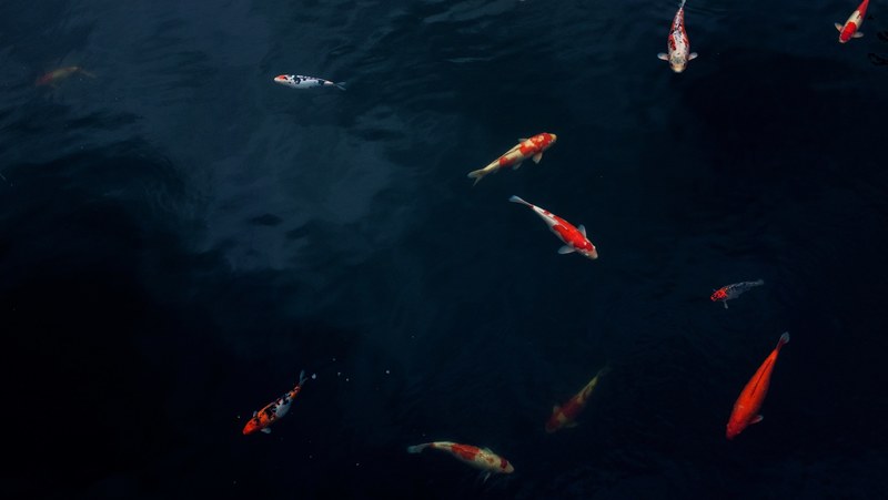 water fish koi and pond 4k