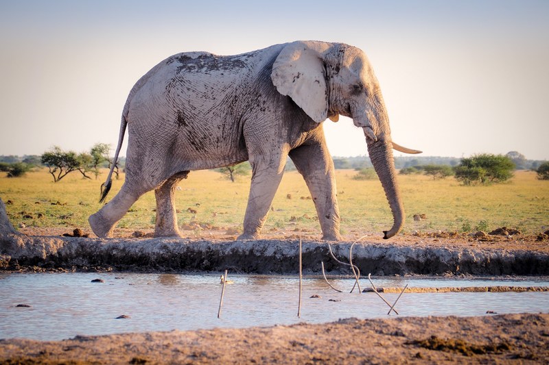 elephant animal tusk and ear 4k
